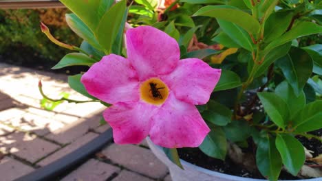 Bee-pollinating-a-bright-pink-flower-against-greenery-in-the-background,-handheld