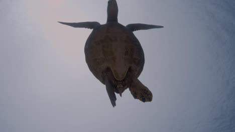 sea turtle, hawksbill or green turtle silhouette shot against the sun, backlight, turtles swims up to the surface to breath