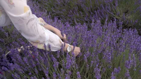 lavender harvest in slow motion