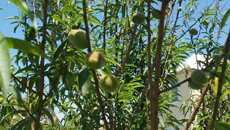peach tree full of peaches