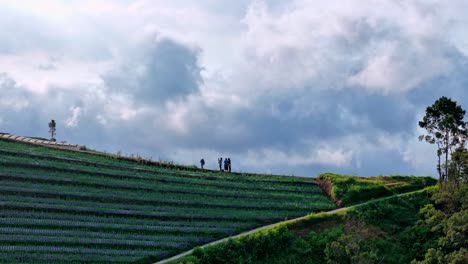 aerial view of farmer going to the plantation riding motorbikes with a sea of   clouds in the background. agricultural fields on the mountain slopes, sukomakmur, mount sumbing. indonesia.