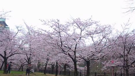 vista panorámica de los terrenos del parque debajo del castillo de osaka en primavera con sakura en plena floración