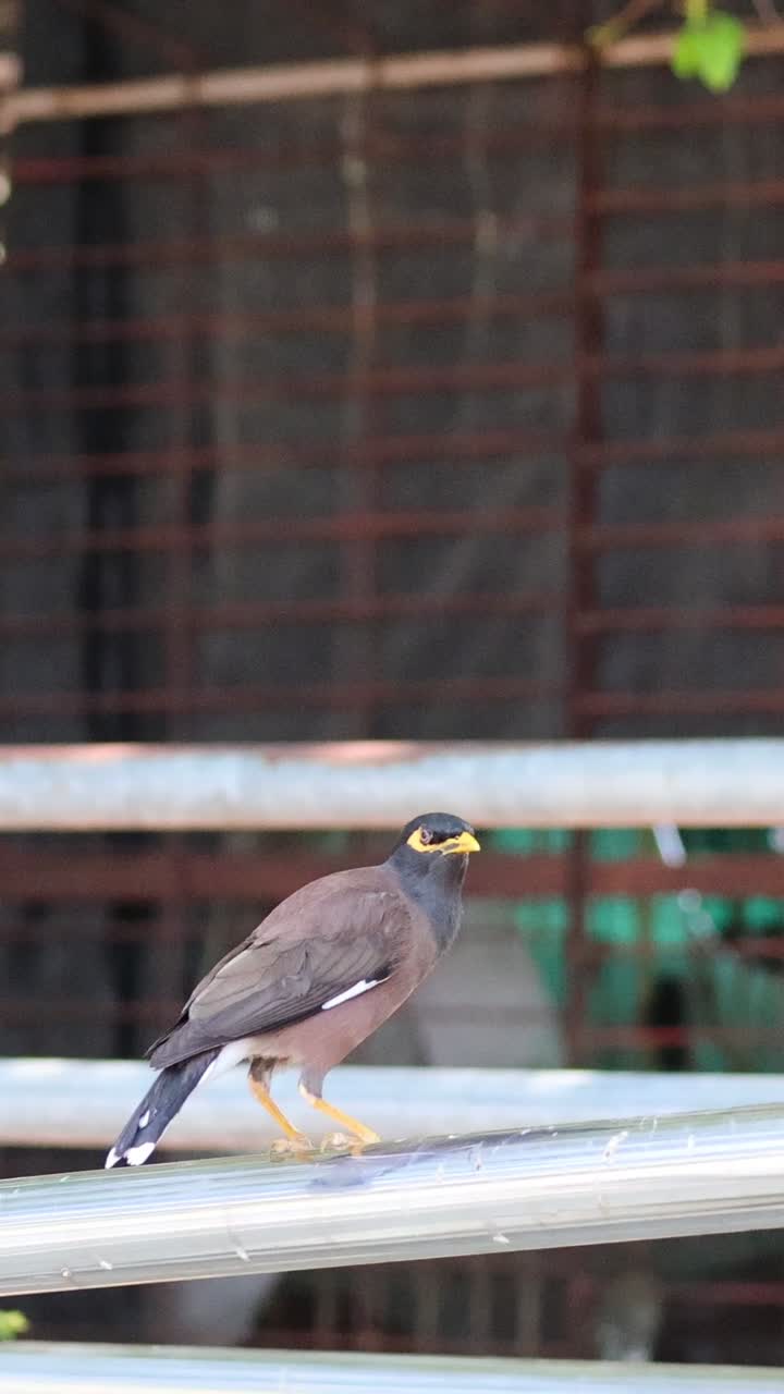 마이나 새는 앉아서 레일링에서 날아갑니다.
