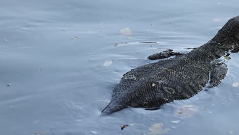 lagarto deslizándose por el agua con pequeñas ondas