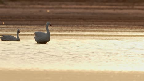 un cisne coscoroba aleteando en un lago al atardecer