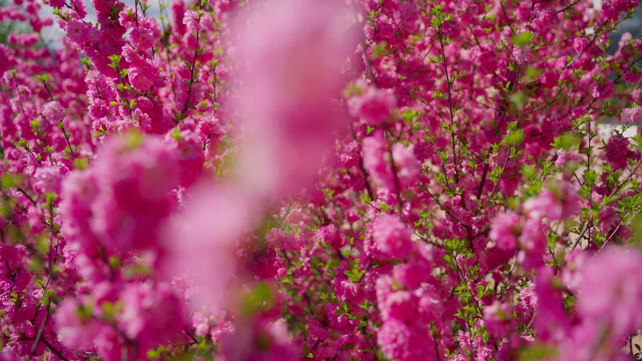 Blooming pink flowers fill frame with soft focus. Bright petals glow under sunny sky. Delicate branches sway gently in breeze. Springtime beauty captures joyful, peaceful moments