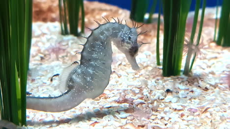 pez caballo de mar de hocico largo nadando bajo el agua. toma de primer plano