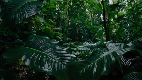tropical rainforest stream