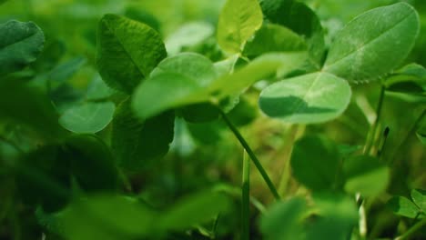 closer view at lush three-leafs clover and grass in a garden, north america, quebec, montreal, canada.