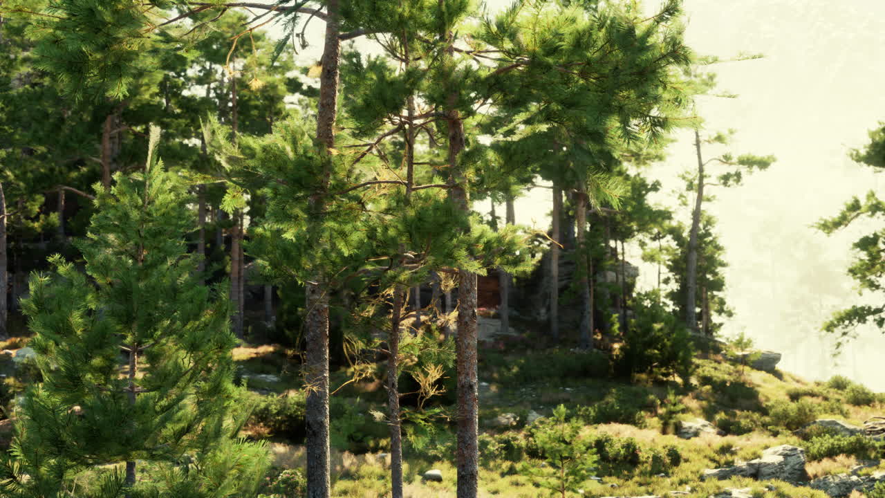 평화로운 소나무 숲 풍경