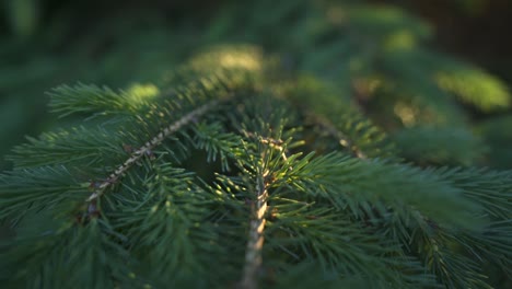 Closeup Of Beautiful Conifer Tree In Northern Boreal Forest, Backlit By Setting Sun