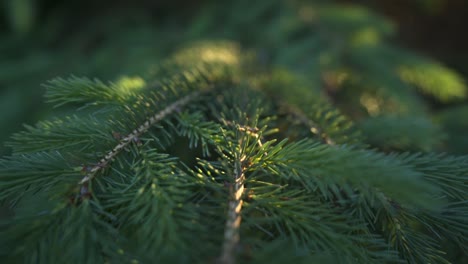 closeup of beautiful conifer tree in northern boreal forest, backlit by setting sun