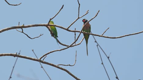 periquito de pecho rojo, psittacula alexandri, santuario de vida silvestre huai kha kaeng, tailandia