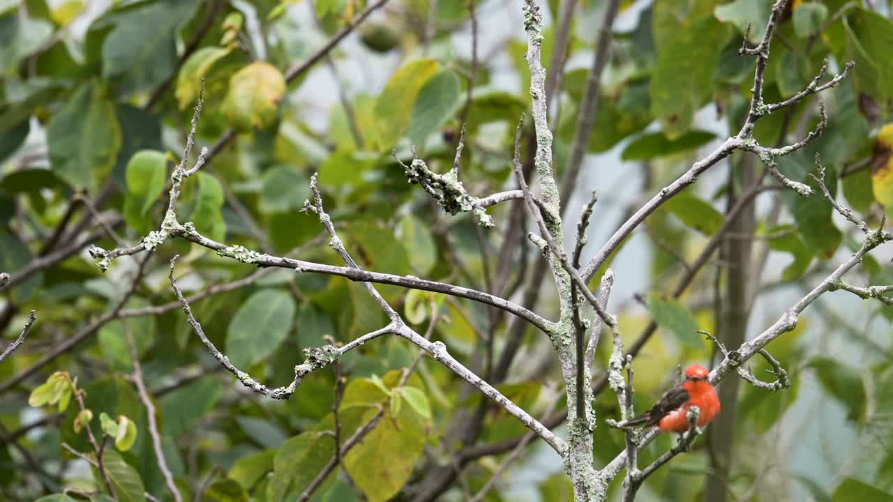 Vermilion Flycatcher Fluttering Through Branches (Slow Motion)