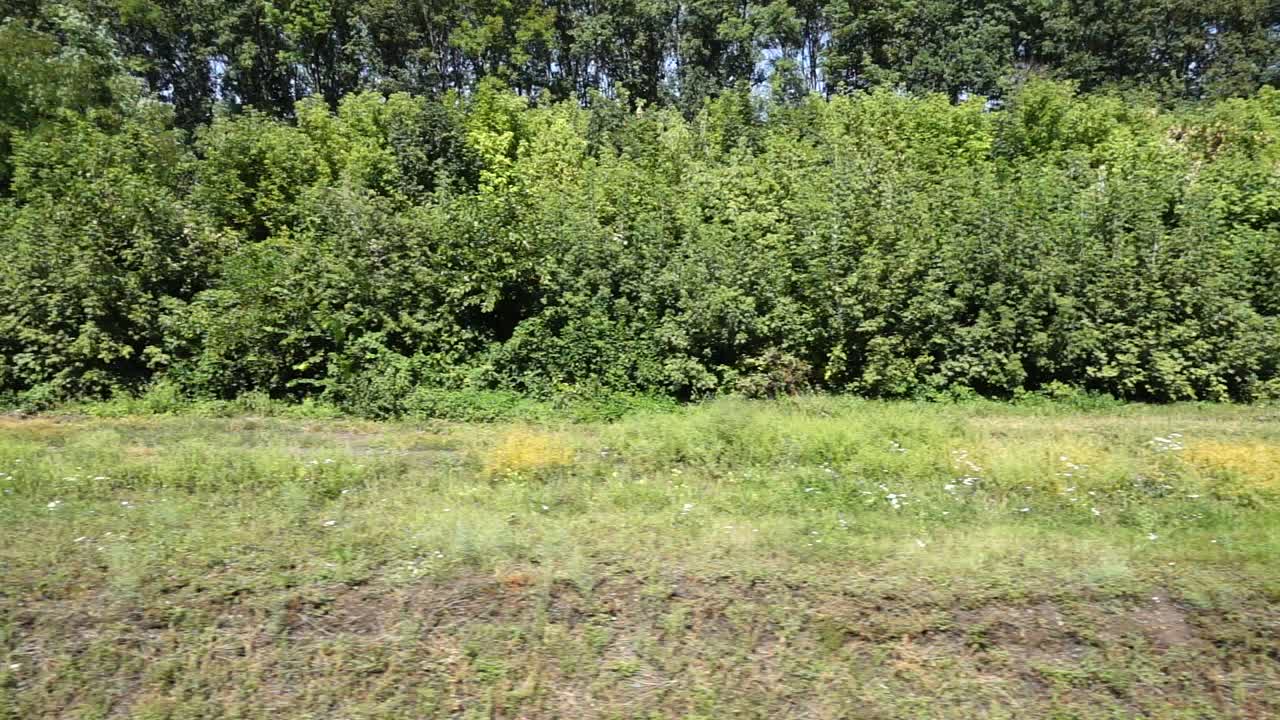Alberi e campo agricolo. Ripresa in movimento.