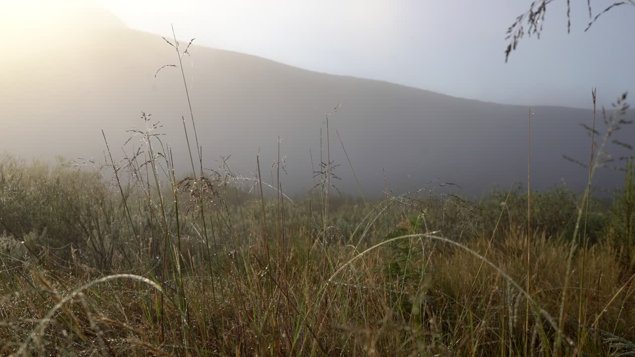 Long Grass in The Morning Mist