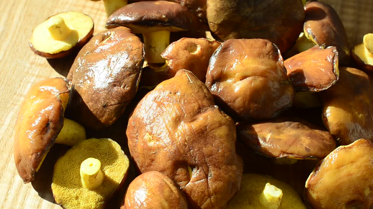 Funghi di bosco, Suillus. Sfondo di funghi. Ripresa in movimento