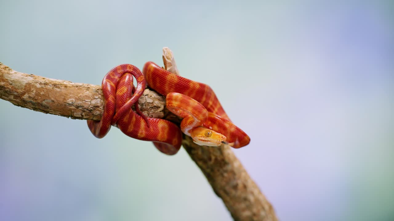 A colorful red snake slowly slithering on a branch, captured in slow motion