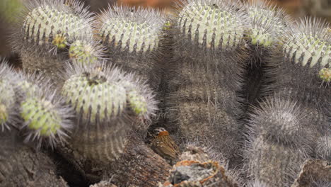 Gorrión-De-Collar-Rufo-Volando-Hacia-Un-Nido-De-Cactus-En-El-Desierto-De-Atacama-Para-Alimentar-A-Los-Polluelos