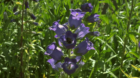 bees on purple bell flowers