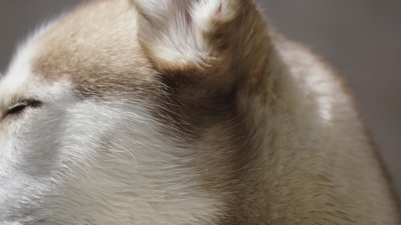 주황색 시베리안 허스키가 공기를 킁킁대고 있다