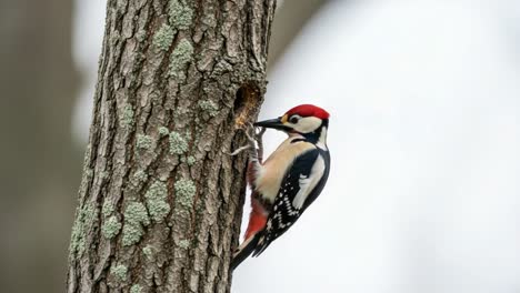 a woodpecker engaging in nesting behavior at a tree hollow: capturing the intricate details of this fascinating bird's life cycle and habitat interaction