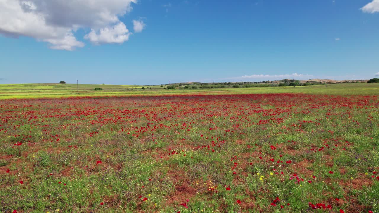 Panoramica con drone in movimento sopra piccoli fiori arancioni, rossi e gialli sulla cima di una collina erbosa.