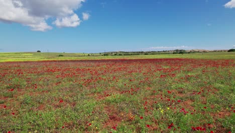 Drone-trucking-pan-above-small-orange-red-and-yellow-flower-blooms-on-top-of-grassy-hillside