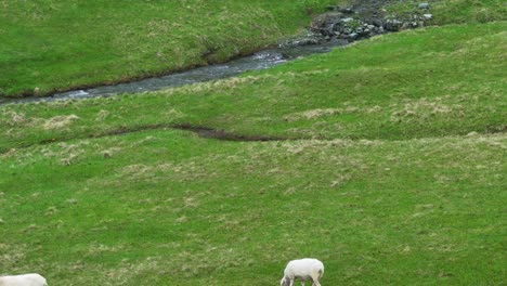 pendiente del paisaje de hierba, roca y agua que corre hacia las cabras del agricultor debajo