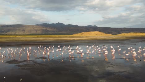 una increíble vista aérea con drones de un grupo de flamencos rosados caminando en el impresionante lago natron en tanzania, norte de áfrica, durante las horas del amanecer