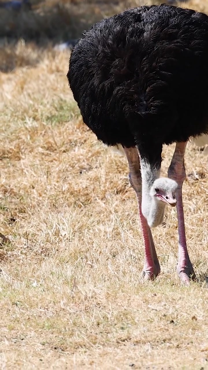 Struzzo che si nutre in un ambiente aperto dello zoo