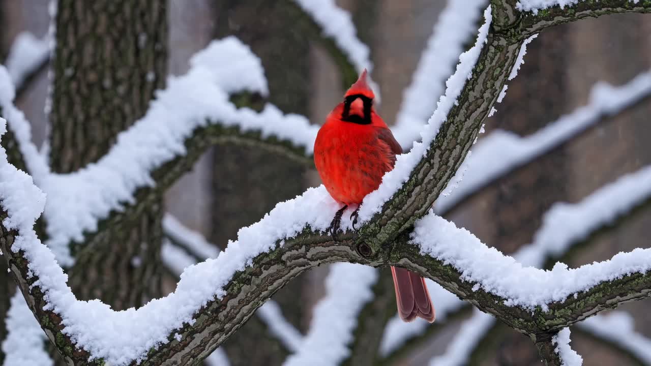 A vibrant cardinal perched on a snow-covered branch, captured in a close-up angle