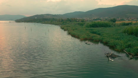 Cisnes-En-Una-Orilla-Del-Lago-Cubierta-De-Hierba-Al-Amanecer-En-El-Lago-Trasimeno,-Umbria-Italia