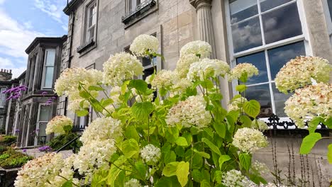 flowers blooming beside a historic stone building