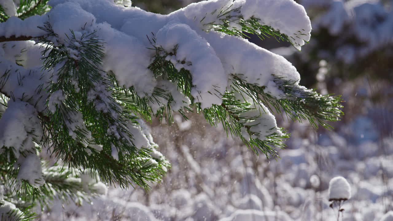 White snow covering spruce branch at winter sunlight close up. Snowy fir tree.