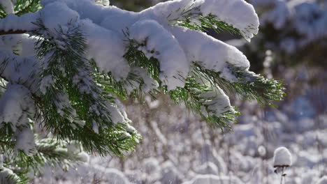 White-snow-covering-spruce-branch-at-winter-sunlight-close-up.-Snowy-fir-tree.