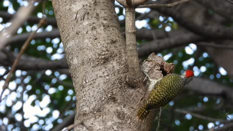 Pájaro-Carpintero-De-Vientre-Rojo-De-Primer-Plano-Explorando-El-Tronco-Del-árbol