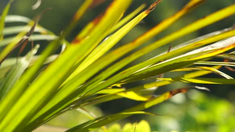 golden cane palm