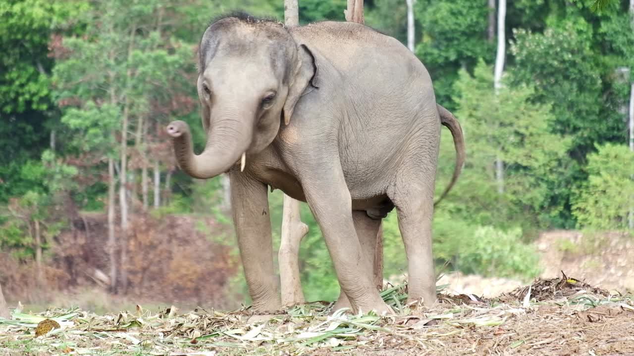 elefante ansioso y estresado columpiándose de lado a lado