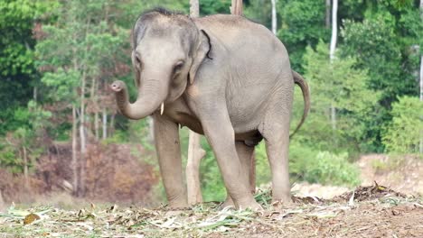 ängstlicher-Und-Gestresster-Elefant-Schwingt-Hin-Und-Her