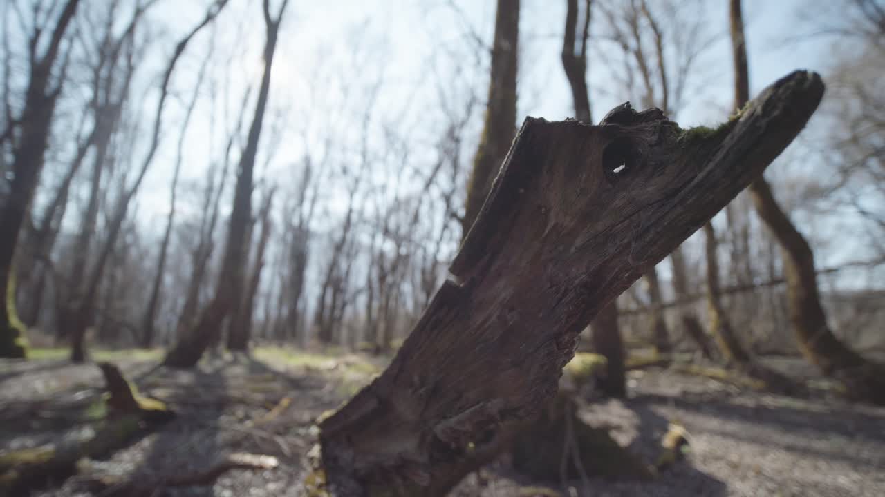 A fallen tree stump standing upright in a leafless forest during early springtime.