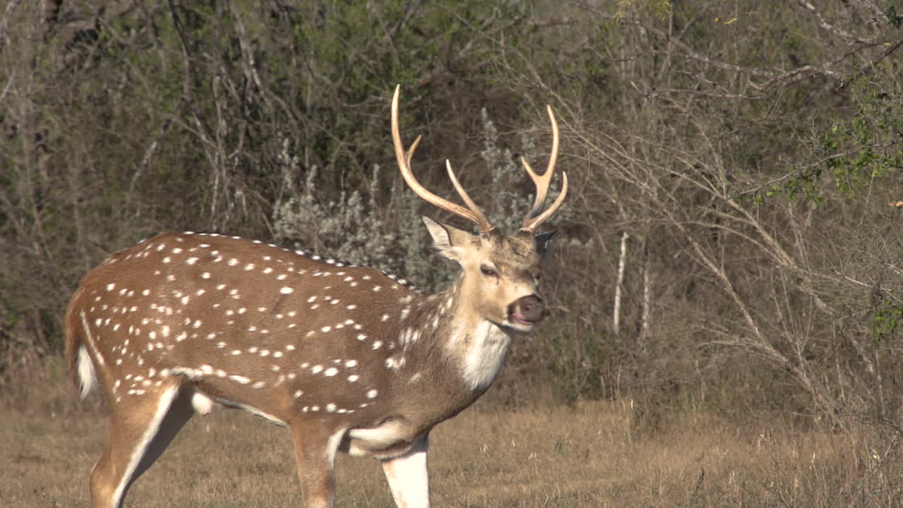 tight shot of Axis deer in Texas