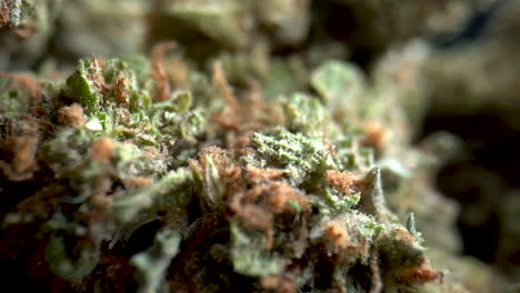vista de cerca del cannabis medicinal, cogollos de marihuana