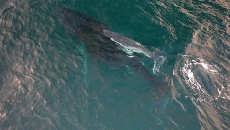 mother humpback whale and calf swimming together under ocean surface. aerial shot