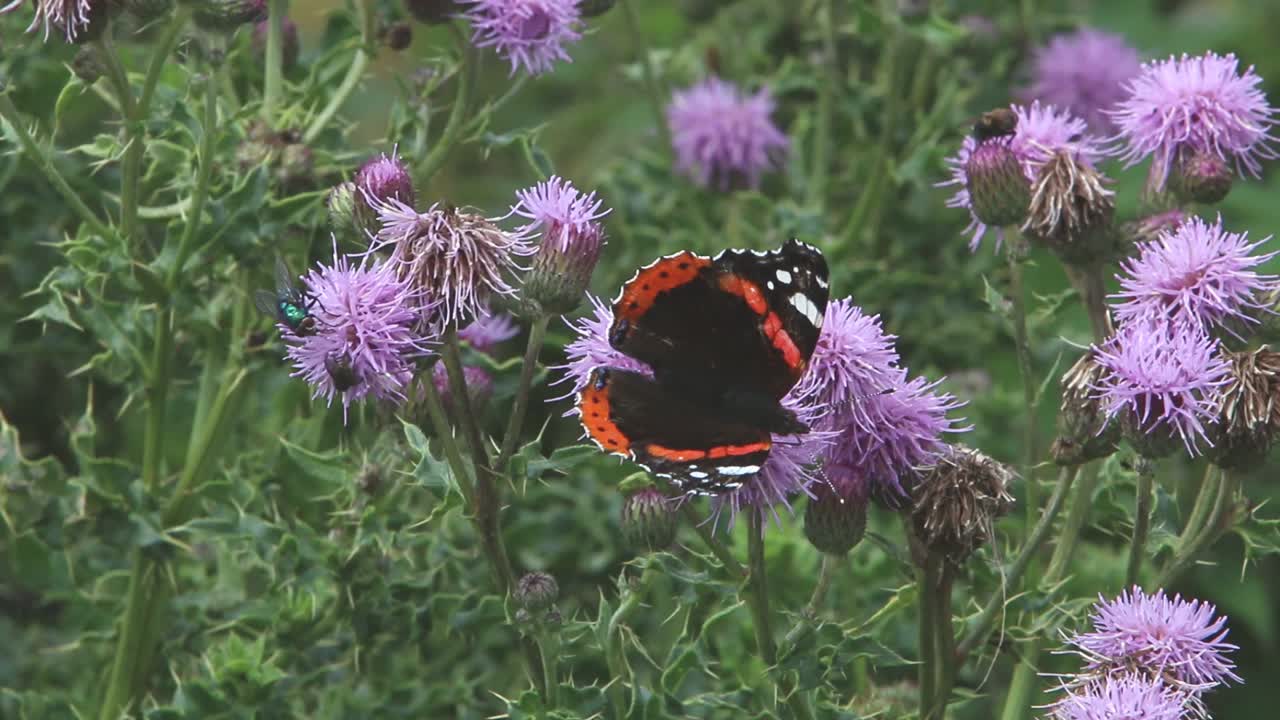 Red Admiral Butterfly, Vanessa atalanta, feeding on Thistle