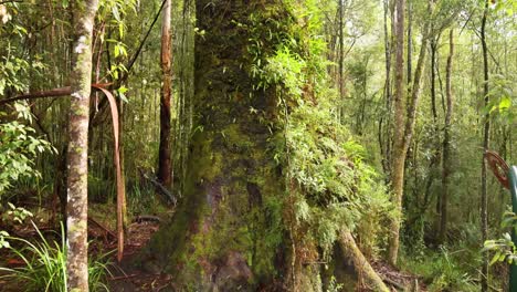 un paisaje de selva tropical exuberante con árboles altísimos