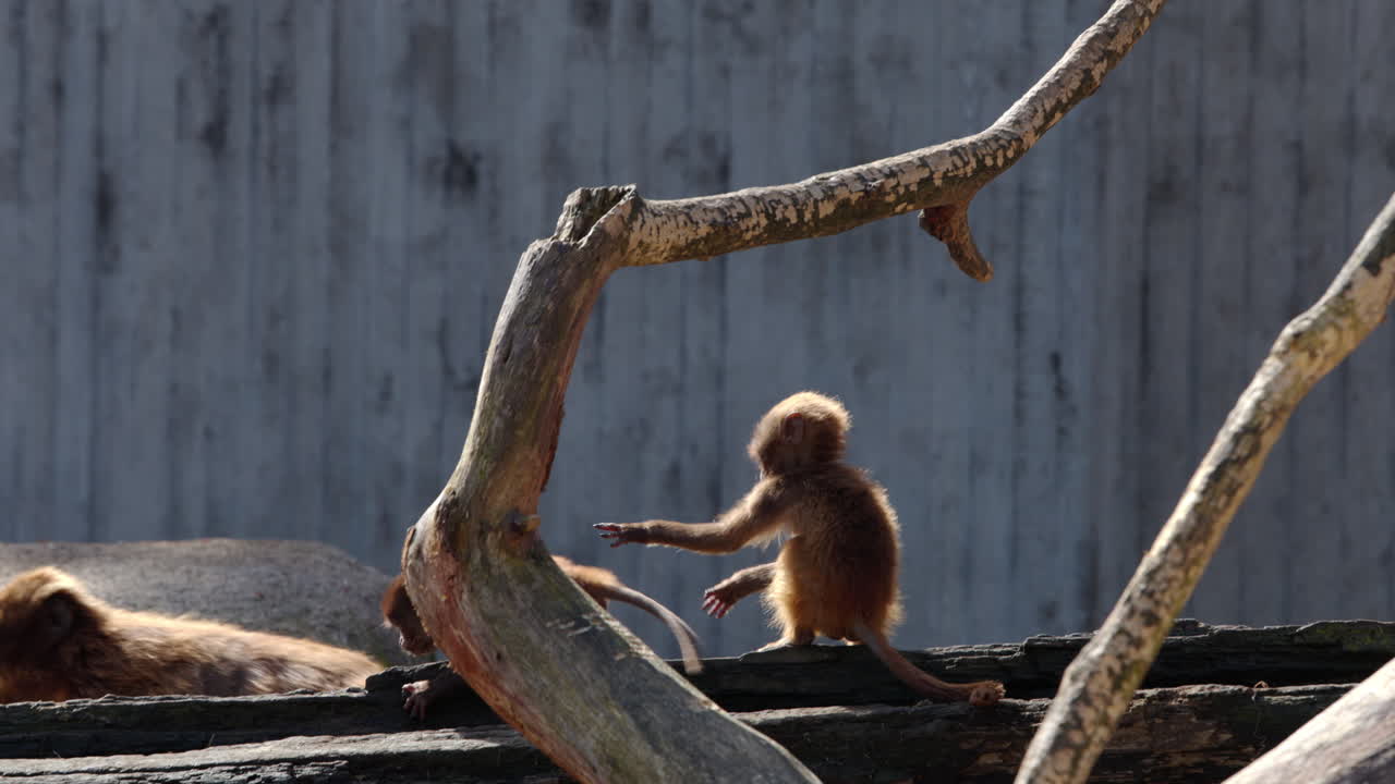 動物園の囲いの中で2匹の子ザルが一緒に遊んだり、行ったり来たり走り回ったりしている。