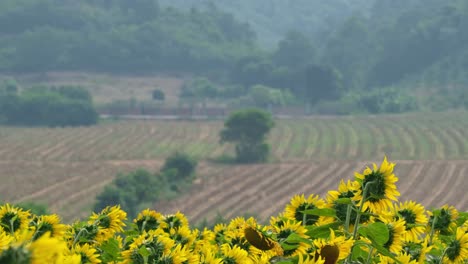 Hermoso-Paisaje-De-Campo-De-Girasol-Común-Helianthus-Annuus-Y-Tierras-De-Cultivo-Recién-Labradas-En-Una-Zona-Rural-De-Tailandia