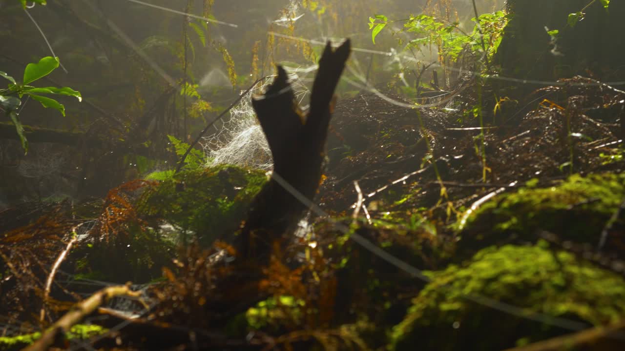 primer plano, panorámica sobre el suelo del bosque y las telarañas, japón