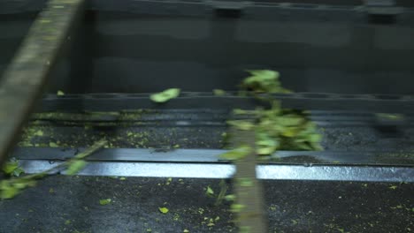hojas de ilex paraguariensis o yerba mate que se mueven a lo largo de una cinta transportadora como parte del proceso de fabricación